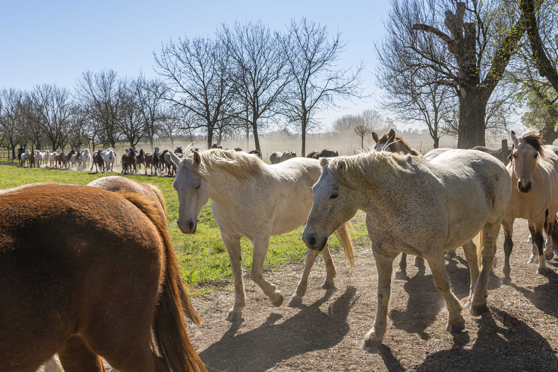 2.-Vida-de-campo-en-accion