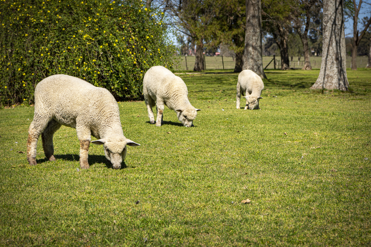 4.-Variedad-de-animales-para-conocer